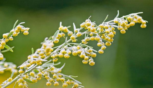 عرضه کنندگان برتر دمنوش گیاهی درمنه