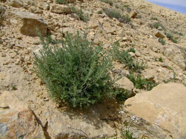 فواید درمنه برای درمان سرطان