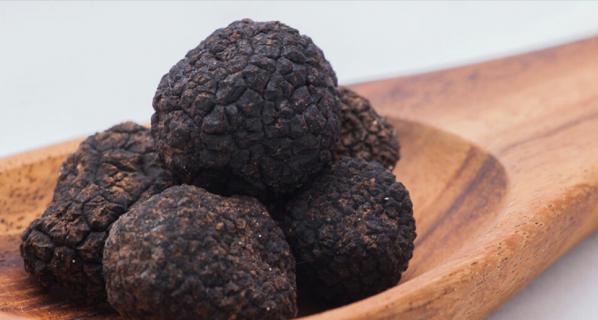 عرضه کنندگان قارچ ترافل Truffle