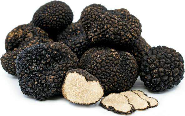 قیمت فروش قارچ ترافل Truffle